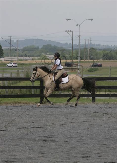 Buckskins, grullas, duns, oh my! Buckskin mustang jumper