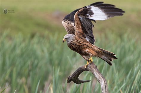 Tier tiere vogel voegel raubvogel greifvogel milan. Rotmilan oder roter Milan (Milvus milvus)