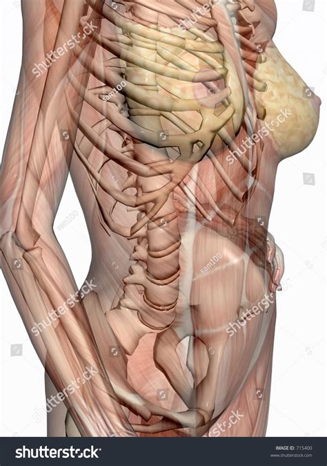 Wikimedia commons has media related to muscles of the human torso. Anatomically Correct Medical Model Of The Human Body ...