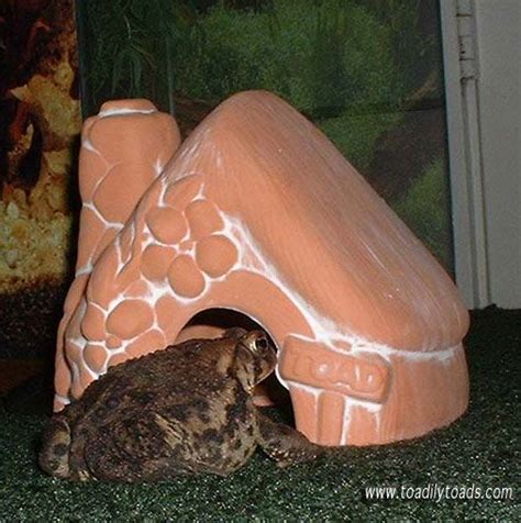 Kids also love everything about frogs. Toadily Toads article: How to Attract a Toad to Your ...