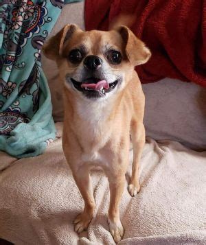 An adoption application does not guarantee an adoption nor does it serve as a hold for a specific pet. Pets for Adoption Near West Branch, MI | Petfinder | Dog ...