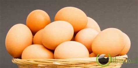 Telur dikenal sebagai sumber protein yang baik. 9 Jenis Telur Ayam yang Aman untuk di Konsumsi - pondok reot