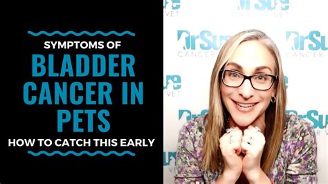 You might notice some of the following symptoms when your cat has a uti or other urinary tract problem: Symptoms of Bladder Cancer in Pets, How to Catch this ...