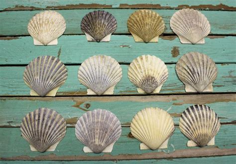 An oyster shell has a rough outer part and a smooth inner part. Medium Scallop ShellsScallop shells for crafts or | Etsy ...