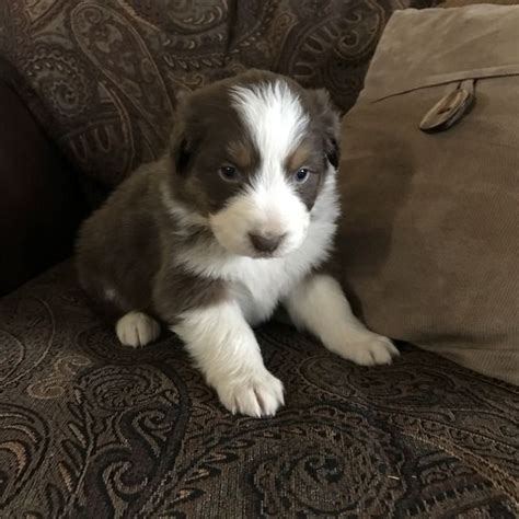 Get healthy pups from responsible and professional breeders at puppyspot. Litter of 7 Australian Shepherd puppies for sale in ...