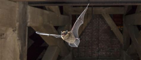 We service several areas for animals in the attic. Scratching in the Attic! Now What? | JP Pest Services