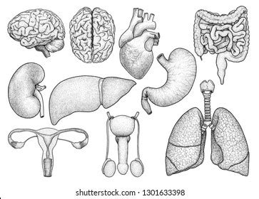 Liver structure liver function human liver structure liver anatomy diagram of liver… Kids Drawing Of Abdominal Organs - dragons Pencil Drawings