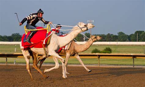 You will get reins of the grey riding camel. My Camel is Faster than Your Camel | Prairie Meadows Race ...