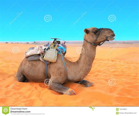 The hump stores up to 80 pounds of fat, which a camel can break down into water and energy when sustenance is not available. Camel In Sahara Desert, Morocco Stock Image - Image of ...