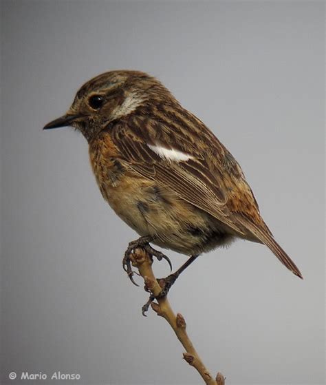 .tarabilla común, mirlos, ratonero común, milanos real y negro, águila calzada, gavilán, halcón abejero, buitre leonado, autillo, cárabo, lavanderas blanca, boyera y cascadeña. FOTOGRAFIAS DE AVES DE BURGOS