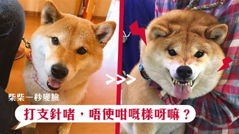 【柴柴一秒變臉】打支針啫，唔使咁嘅樣呀嘛？ - 毛記電視