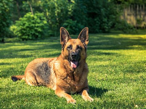 Home of quality german shepherd puppies with excellent dispositions cripplecreek@midtel.net. German Shepherd Puppies Houston Craigslist - Puppy And Pets