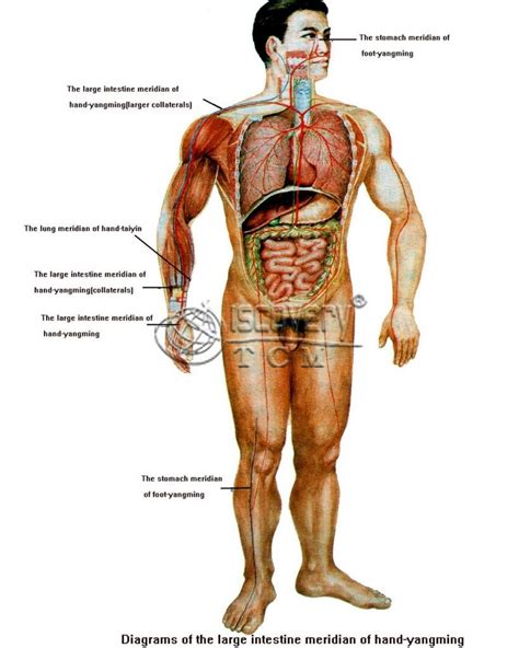 Male body internal organs chart with labels on white background. Human Organs Diagram Male | Human body anatomy, Human body ...