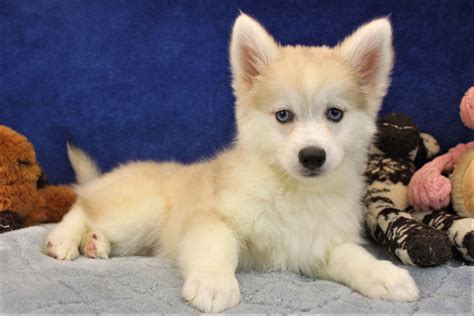Find dogs and puppies for sale, near you and across australia. Pomsky Puppies For Sale - Long Island Puppies