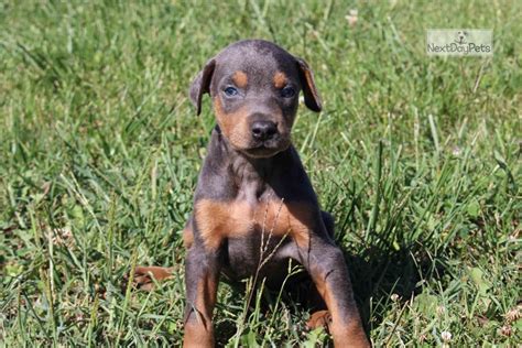 Click here to be notified when new doberman pinscher puppies are listed. Akc Macy: Doberman Pinscher puppy for sale near ...