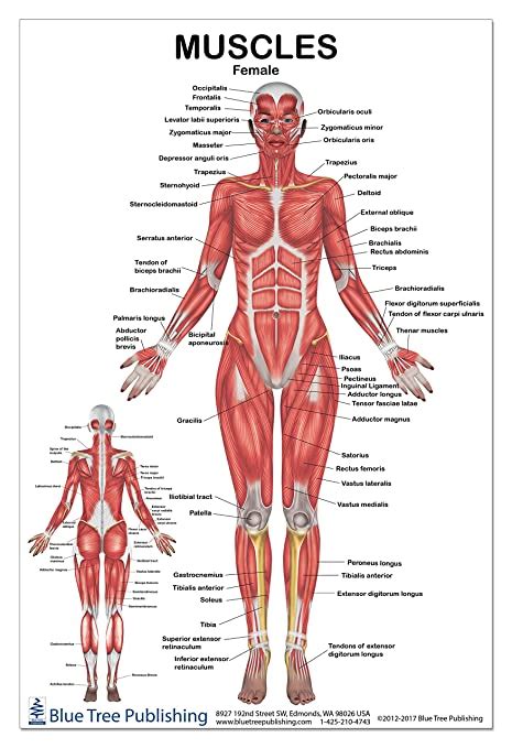 When we stretch the muscles, we actually extend their fibers helping muscles maintain flexibility, reducing pain, preventing injury and improving our mobility. Fitness Muscle Diagram - Blog Dandk