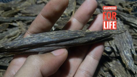 Salah satu cara yang paling mudah. Agarwood For Life: "Grade A" of agarwood or Oud for ...