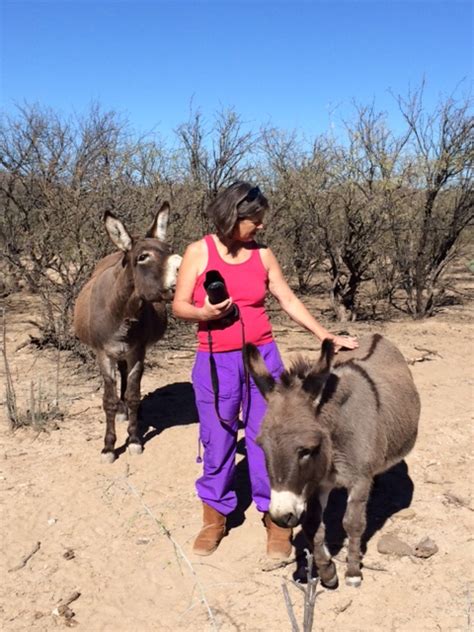 Find out the difference between horses, donkeys and mules. Is That a Donkey or a Mule? | SouthernArizonaGuide.com