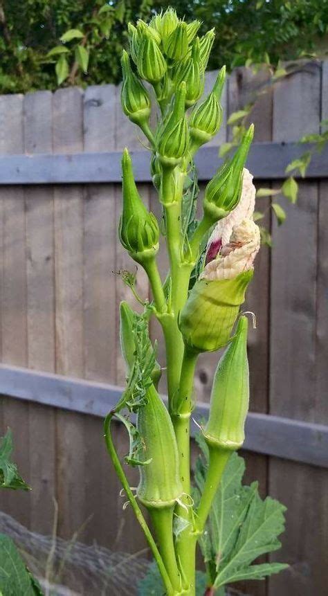 Learn how to freeze okra from experts at hgtv. How to Grow Okra and Why You'll Want To | Garden soil, Plants