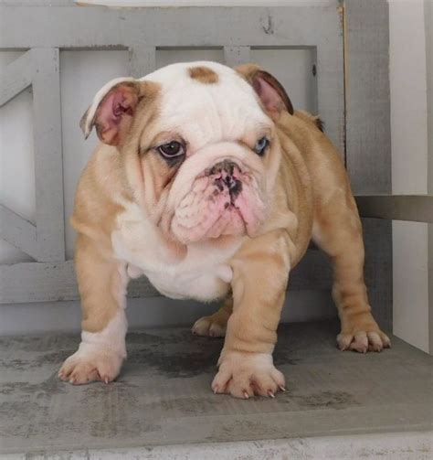 As we receive updates with weight and our. RARE! Unique Merle English Bulldog Puppy Michigan 7 in ...