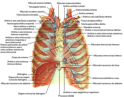 A perfect bodybuilder is that who has proper body shape. Chest Muscles - Anatomy Class