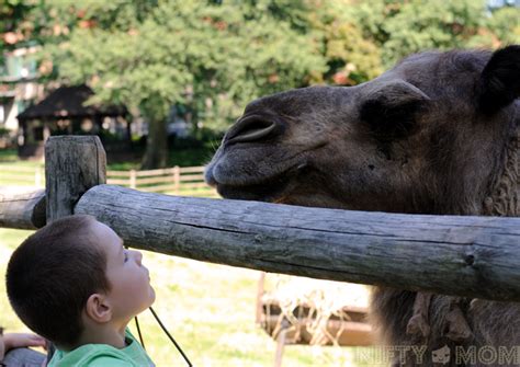 Makes the ultimate prejudicial statement. A Day at Grant's Farm (St. Louis, MO)