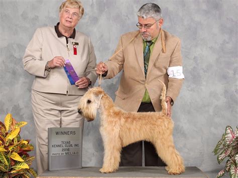 This breed is excellent with children and will keep them entertained for hours running around the backyard. Holly Million - Soft Coated Wheaten Terrier Puppies For Sale