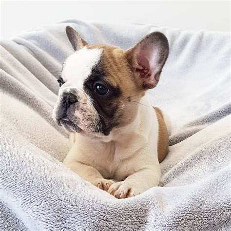 Hopefully, the above list of golden retriever puppies was helpful in enabling you to find a puppy in oregon. Pin by ♥French bulldog my life♥ on french bulldog puppies ...