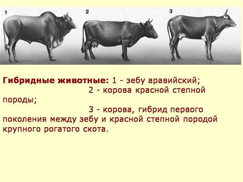 Селекция животных - Презентации по биологии