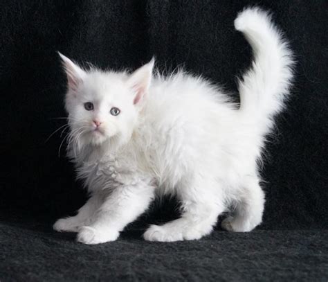 He'll follow you around and show an interest in what you're maine coons communicate with a chirping trill rather than a meow, an incongruous sound coming from a gentle giant. Maine Coon Cats For Sale | Detroit, MI #290221 | Petzlover