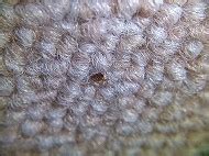 ノミ・シラミの生態｜株式会社三共リメイク