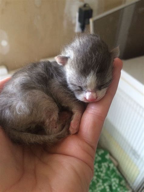 Kittens for sale and adoption directly from the breeder or cattery. Newborn Free Kittens Near Me - Kitten