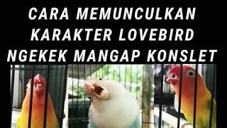 5 ramuan khusus makanan untuk lovebird konslet. Racikan Pakan Lovebird agar Konslet Ngekek Panjang