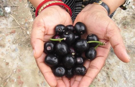 Click here to read about great malaysian dishes you shouldn't miss. Priority Food Tree and Crop Food Composition Database