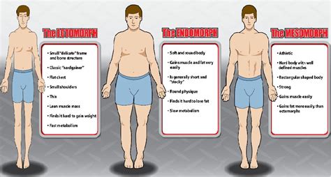 That roomier torso allows for a bigger stomach. What Kind Of Body Do You Have? - Bodydulding