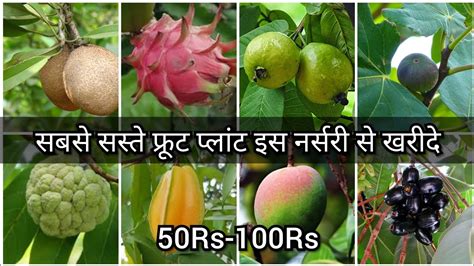 Maybe you would like to learn more about one of these? Buy the Cheapest Fruit Plant from this Nursery||Which ...