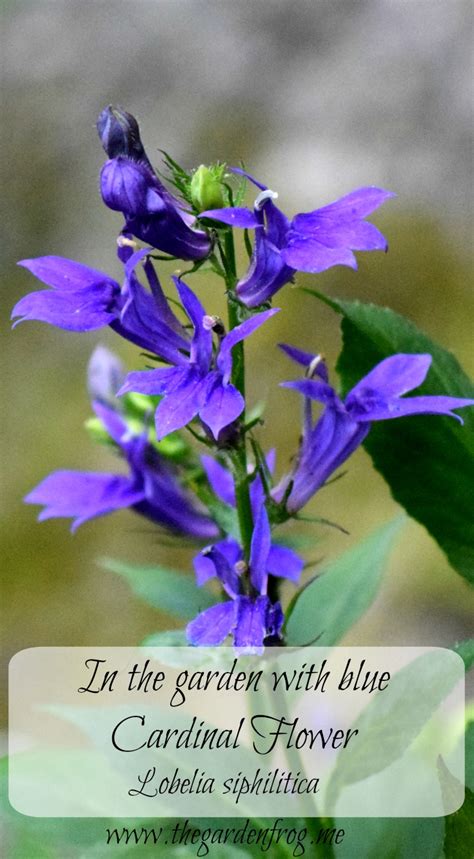 Check the respective pokédex pages for details. In my garden with the blue Cardinal flower (Lobelia ...