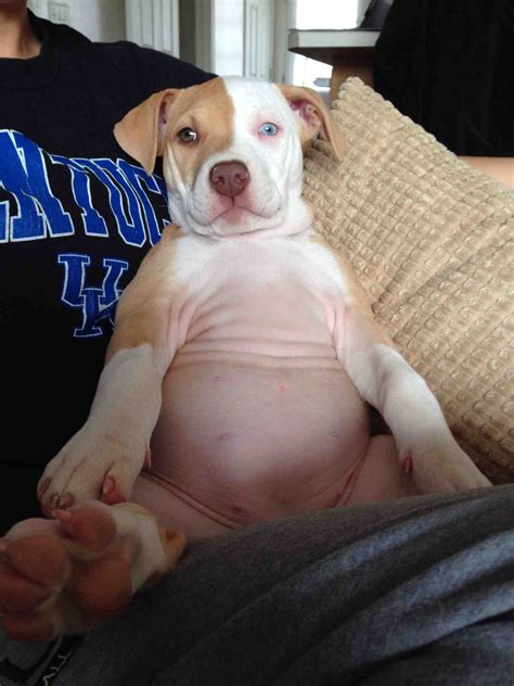 My pit had puppies this morning & im in love with every single 1 of them!!! 9 Dogs Rockin' the #DadBod Trend | The Dog People by Rover.com