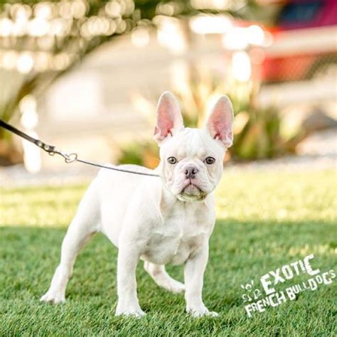 But before we get stuck into the dozens of possibilities, i bet you will want to know what everyone else is selecting right now? Male French Bulldog Puppy For Sale- French Bulldog California
