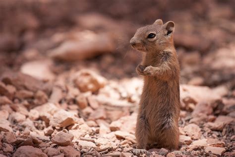 The prairie homestead, an original sod home of mr. Utah Prairie Dog | Adorable little prairie dog in Bryce ...