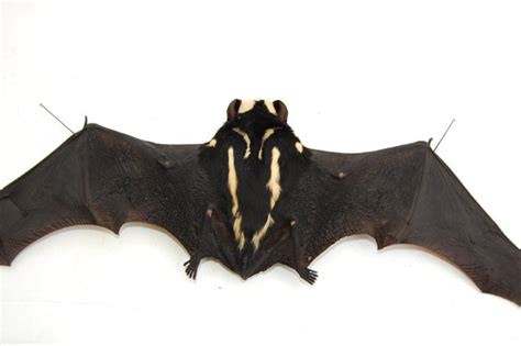 It was described as a new species in 2014. New Genus of Bat "Niumbaha Superba"