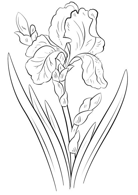 Garden german iris or iris germanica coloring page from iris category. Iris coloring pages to download and print for free