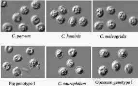 This is a living thing (organism) that lives in, or on, another organism. cryptosporidium canis