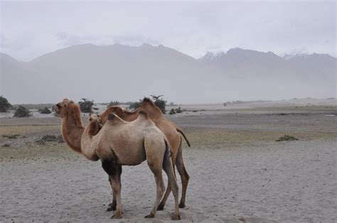 These ropes were pulled, tugged on by these caretakers. Ladakh 03 - Double Hump Camels on ancient Silk Route in ...