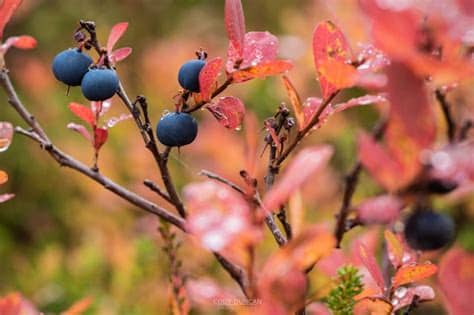 This property offers access to a patio, free private parking and free wifi. Bright Colors Of Autumn On Lofoten | Friday Photo #94 ...