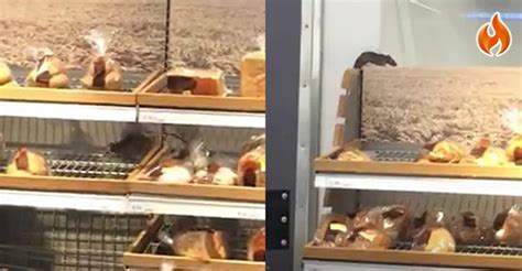 Klang valley'in ilk starbucks bağımsız binası ve birkaç. VIDEO Tikus Berlegar-Legar Di Rak Roti, Ini Jawapan ...