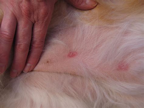 Dog rash on groin maybe brought about by a bacterial condition known as impetigo. spots on belly