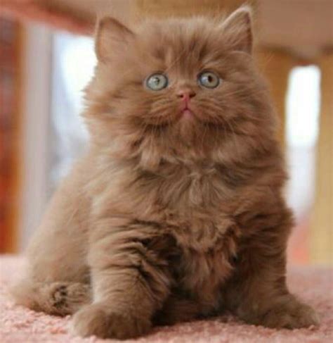 Explore 30 listings for british longhair kittens for sale at best prices. Encantador | Gatos bonitos, Perros y gatos tiernos