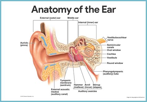 The structure to find will be one of those at the end of an unlabeled line. Special Senses Anatomy and Physiology | Ear anatomy, Human ...