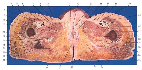 The muscles in the anterior compartment of the thigh are innervated by the femoral nerve, and as a general rule, act to extend the leg at the knee joint. Plate 6.33